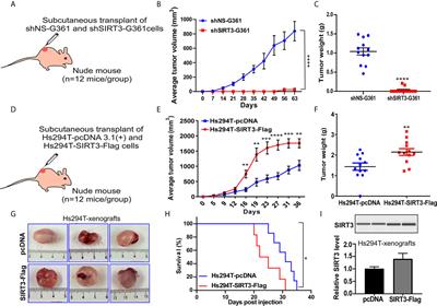 Genetic Manipulation of Sirtuin 3 Causes Alterations of Key Metabolic Regulators in Melanoma